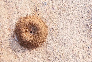 trucos contra hormigas